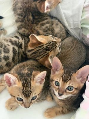 bengal burma mix katzenbabys katze kitten kater kätzchen