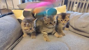 3 Katzenbabys (Britische Kurzhaar)