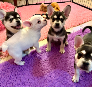 Alternative Französische Bulldoggen huskyfarben