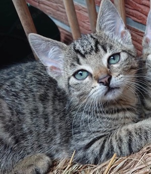 Kitten getiegert sucht ein neues Heim