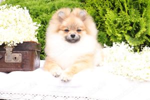 Pomeranian Deutscher Zwergspitz Welpen (männlich) mit Ahnentafel