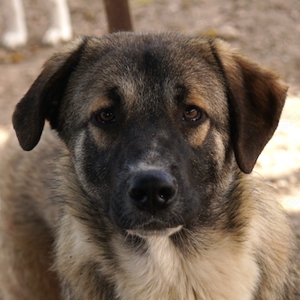  Davio, geb. ca. 06 2023, lebt in GRIECHENLAND, im städt. Tierheim Serres