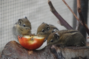 Chinesische Baumstreifenhörnchen, weiblich