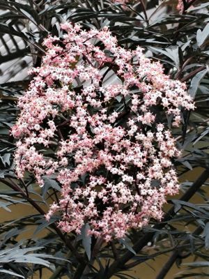 Hingucker: Holunder mit rosa Blüten und rötlich schwarzem Laub