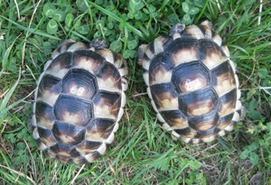 3 Jahre alte Breitrandschildkröten, 200 Gramm, weiblich erbrütet, Landschildkröten
