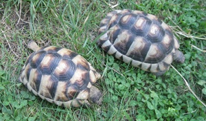 4 Jahre alte Breitrandschildkröten, weiblich erbrütet, Landschildkröten
