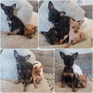 Russischer Toy Terrier Welpen 