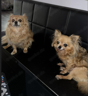 Liebevolles Zuhause gesucht Chihuahua 