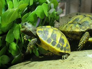 Landschildkrötenbabys