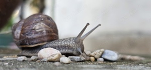 Weinbergschnecken Helix pomatia 