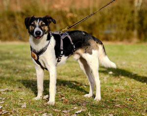 Lio sucht ein geduldiges Zuhause