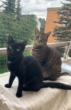 LUGGI und SUMI zwei Katzenkinder suchen!