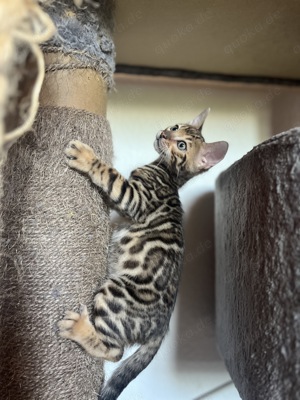 Bengal kitten Kater 