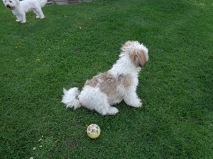 Tolle Shih-tzu Hündchen 