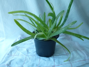 Aloe - Vera