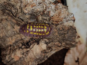 Armadillidium gestroi Farbmorphe - Asseln - Terrarium - Haustier