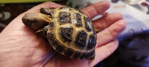 Testudo Horsfieldii Baby von 2022