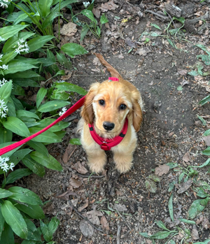 Welpen zu verkaufen: Cocker Spaniel, 4 Monate alt