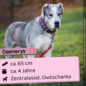 Daeneris - sozial, menschenbezogen, Einzelprinzessin