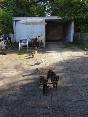 Katzenbabys suchen ein liebevolles Zuhause