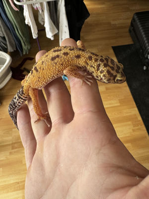 Notverkauf 2er Leopardengeckos