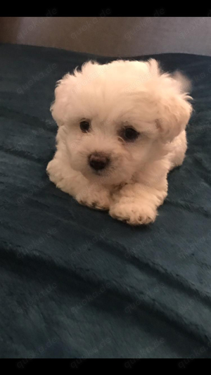 Blonka Zwetna Welpen