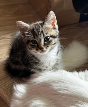 Noch ein  Maine-Coon-Mix Kitten sucht liebevolles Zuhause für immer