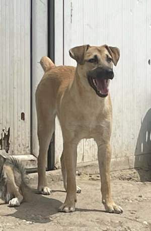 Amaro ca. 46 cm   der Aufmerksame