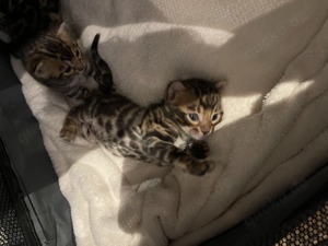 Wunderschöne Bengal kitten mit Stammbaum 