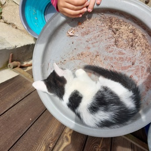 Kleiner Baby Kater sucht Zuhause 