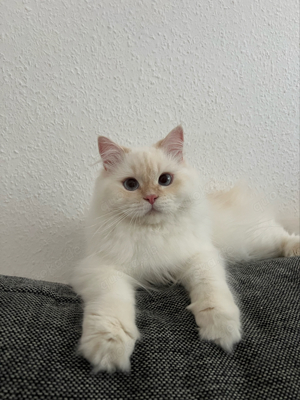 Erfahrener Deckkater BKH BLH Sütlac Bild 6