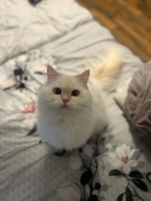 Erfahrener Deckkater BKH BLH Sütlac Bild 2