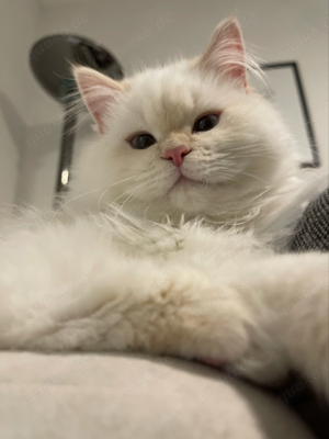 Erfahrener Deckkater BKH BLH Sütlac Bild 4