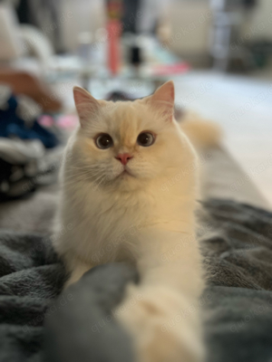 Erfahrener Deckkater BKH BLH Sütlac Bild 3