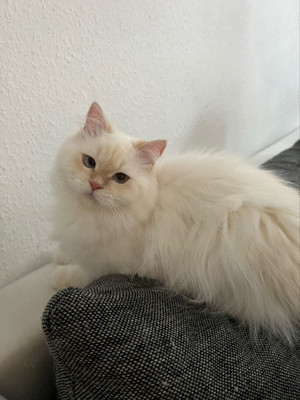 Erfahrener Deckkater BKH BLH Sütlac Bild 5