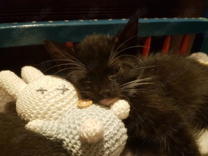 Goldige Katzenbabys suchen ein liebevolles, neues Zuhause