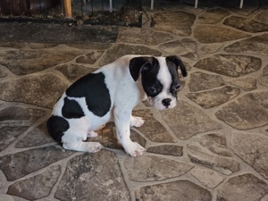 französische Bulldogge 