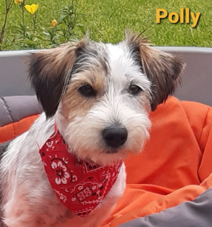 Polly in PS - eine OP steht noch an