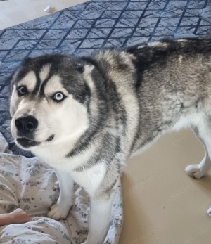 Sibirian Husky