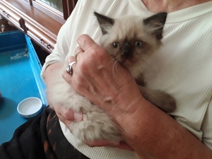 Wunderschöne kleine Heilige Birma Kitten, hier 2 Buben in seal-point mit blauen Augen 