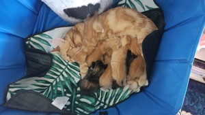 7 Maine coon BKH Mix Kätzchen dürfen im September ausziehen 