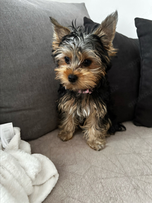  Yorkshire Terrier Hündin Welpe