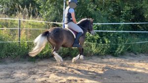 Pony Kinderpony Dressur klassisch Springen