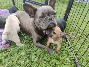 Französisches Bulldoggen Mädchen sucht Prinzessinnenplatz