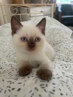 Süsse British Shorthair Kätzchen