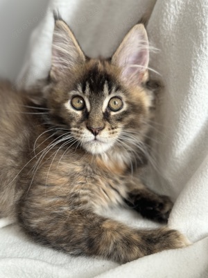Typvolles Maine Coon Kitten in seltener Farbe 