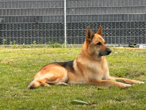 Schäferhund Deckrüde