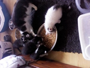 Katzenbabys und Mutter