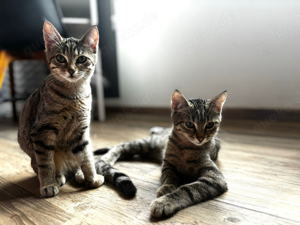 wunderschöne weibliche kitten  und ein Männchen 