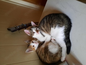 2 Hübsche katzenkitten 